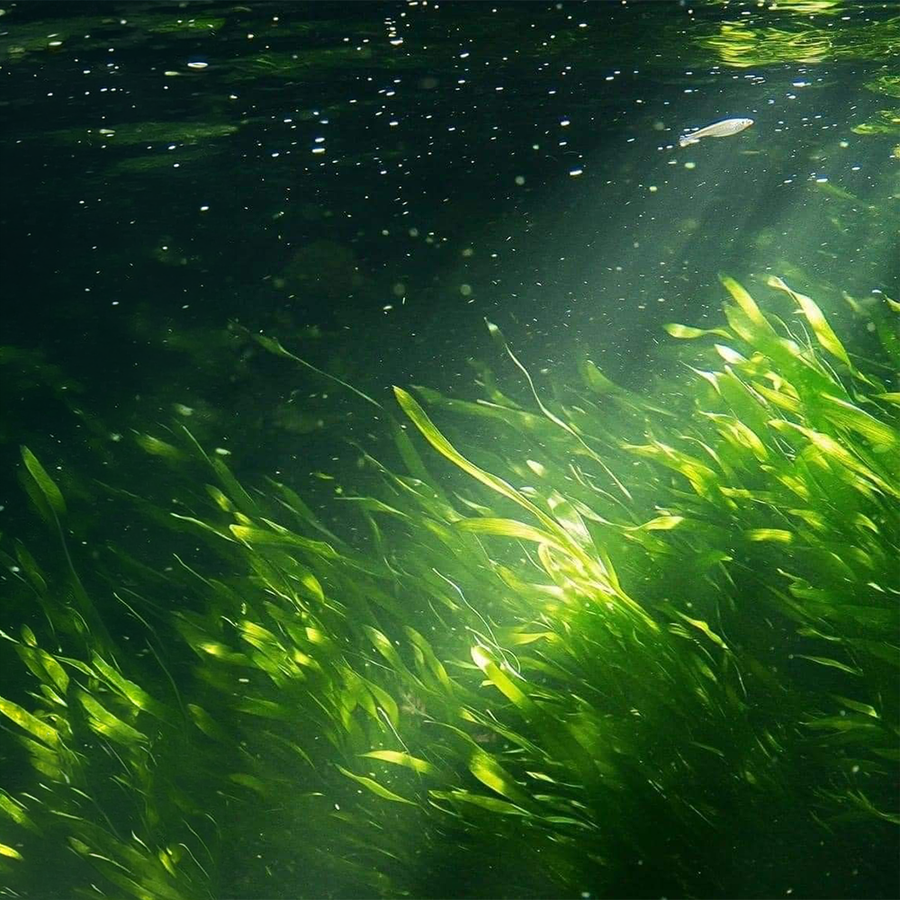 Bioecolia®